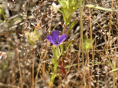 Clarkia tenella