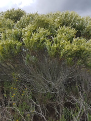 Leucadendron meridianum