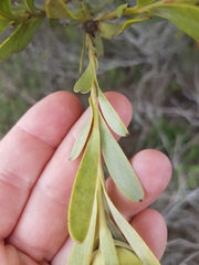 Leucadendron meridianum