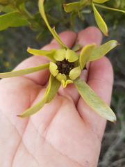 Leucadendron meridianum