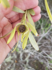 Leucadendron meridianum