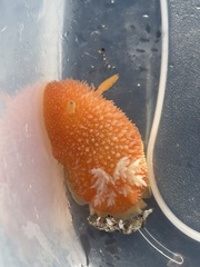 Acanthodoris lutea