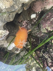 Acanthodoris lutea