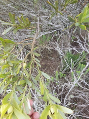 Leucadendron meridianum