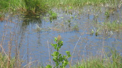 Hymenops perspicillatus