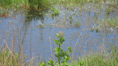 Hymenops perspicillatus