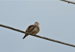 Columbina talpacoti