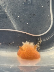 Acanthodoris lutea
