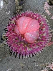 Urticina clandestina