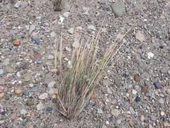 Puccinellia maritima