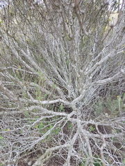 Leucadendron meridianum