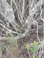 Leucadendron meridianum