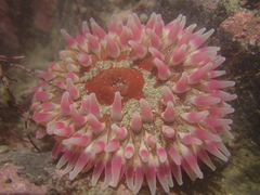 Urticina clandestina
