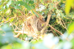 Choloepus didactylus