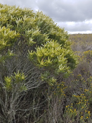 Leucadendron meridianum
