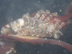 Synidotea ritteri