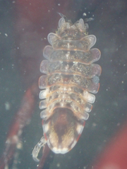 Synidotea ritteri