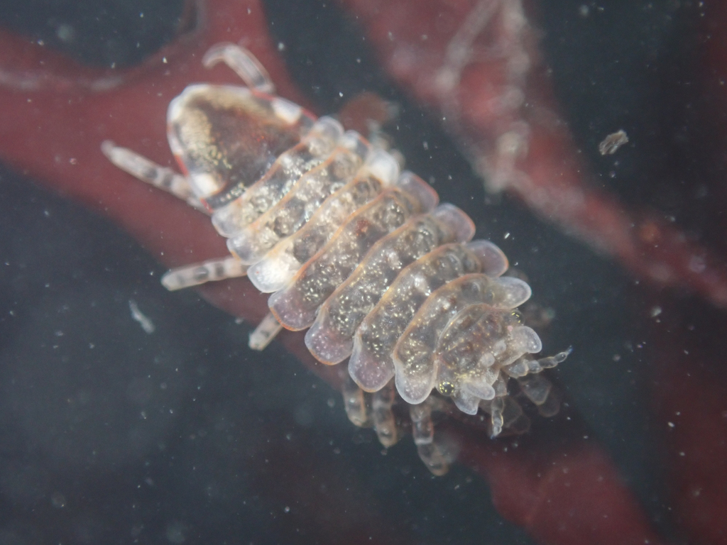 Synidotea ritteri
