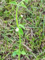 Galium rotundifolium