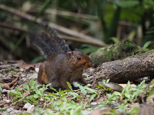Asian Red-cheeked Squirrel