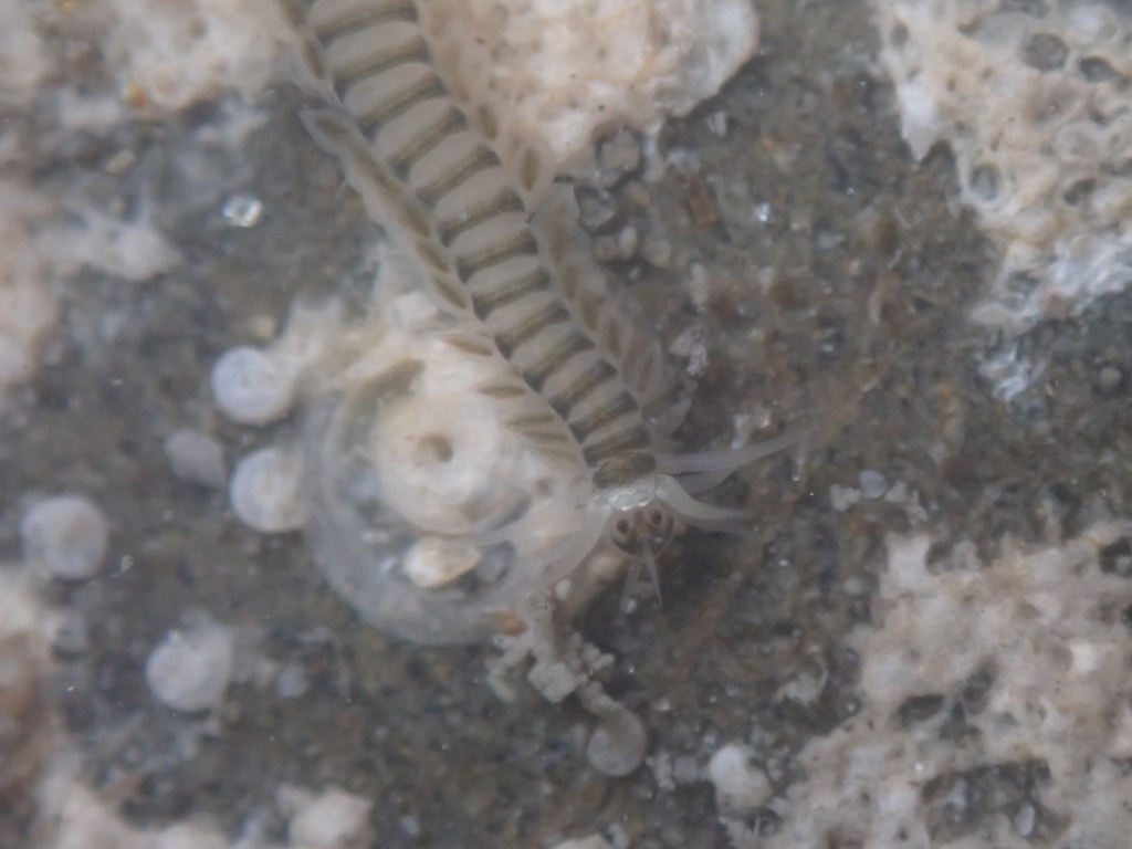 Eumida longicornuta