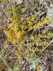 Hagnothesium
