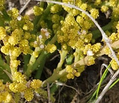 Hagnothesium