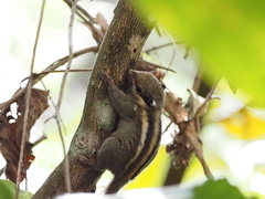 Tamiops mcclellandii