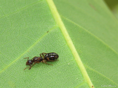 Dolichoderus diversus
