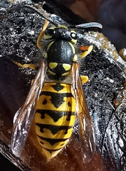 Vespula germanica