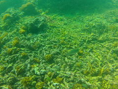 Halichoeres dispilus