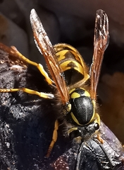Vespula germanica