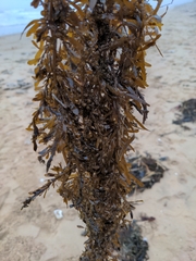 Sargassum muticum