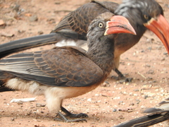Lophoceros alboterminatus