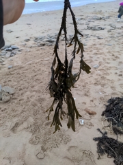 Fucus vesiculosus