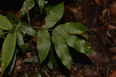 Dysoxylum