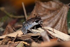 Leptobrachium hasseltii