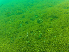 Thalassoma lucasanum
