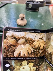 Geastrum pectinatum