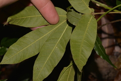 Dysoxylum
