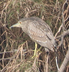 Nycticorax nycticorax