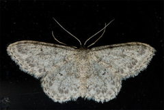 Idaea cervantaria