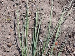 Puccinellia maritima