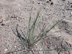 Puccinellia maritima