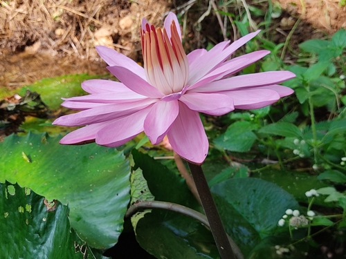 Nymphaea × rosea