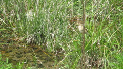 Hymenops perspicillatus