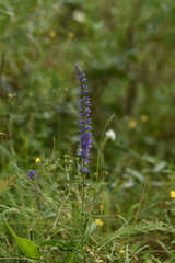 Veronica porphyriana