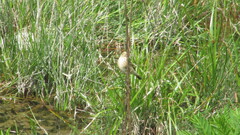 Hymenops perspicillatus