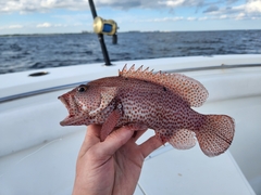 Cephalopholis cruentata