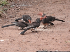 Lophoceros alboterminatus